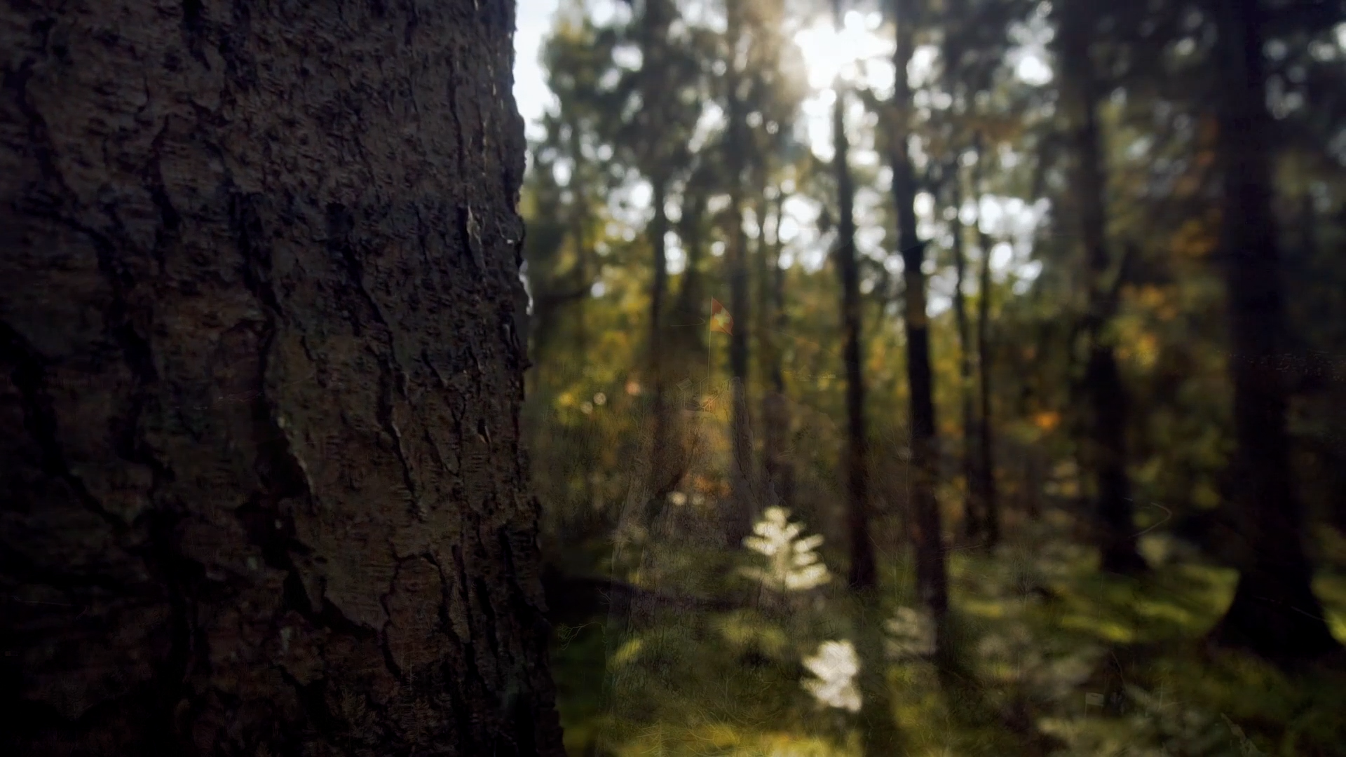 Wald